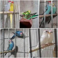 مرغ عشق و طوطی کوتوله و تخم‌ کبوتر