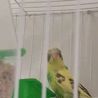 مرغ عشق|پرنده|گلبهار, شهر جدید گلبهار|دیوار