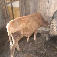 گوساله گاو