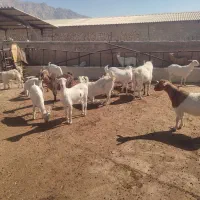 فروش تعدادی میش و بز سانن|حیوانات مزرعه|زرقان, |دیوار