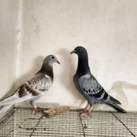 یه جف جوجه آلمانی تازه دونخور و  ۳کیسه بارکفتر