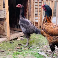 لاری خروس مرغ نسل ممتاز ها|حیوانات مزرعه|امامزاده عبدالله, |دیوار