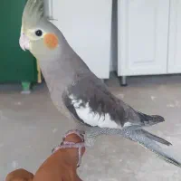 عروس هلندی نر