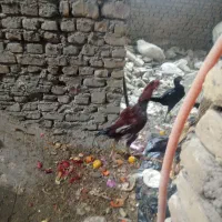 یک.مرغ.یک.خروس