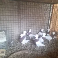 طوقی .سینه سبز .|پرنده|آباده, |دیوار