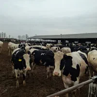 فروش تلیسه ابستن