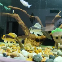 ماهی کوی مایان (کابوتا)|ماهی|اسلامشهر, شهرک قائمیه|دیوار