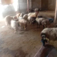 فروش گوسفند داشتی زایمان کرده وجوان