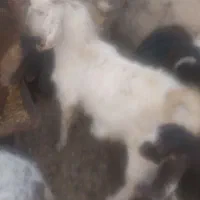 با سلام دو عدد گوسفند نر و چاق|حیوانات مزرعه|گلباف, |دیوار