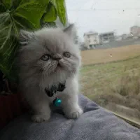 گربه پرشین نر|گربه|رشت, سعدی (تختی)|دیوار