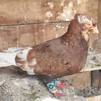 ابادانی، پاکستانی