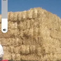 کاه کلش ۳۰۰ بسته|خدمات باغبانی و درختکاری|اسلام‌‌آباد غرب, |دیوار