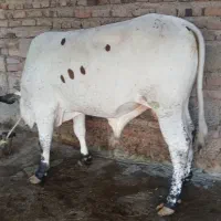 گوشت گوساله بااستخوان ۱۱۰۰هزار