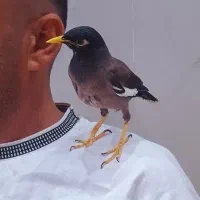 مینا افغانی فوق دستی