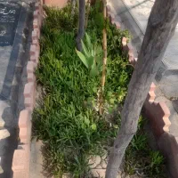 خدمات باغچه ، رنگ سنگ مزار|گل و گیاه طبیعی|کهریزک, |دیوار