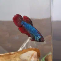 ماهی فایتر ماده درجه 1