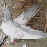 جفت پاکستانی اصل اصل معاوضه با قناری مرغ عشق