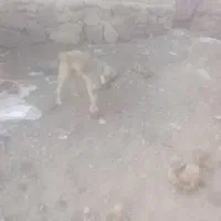 دوتا سگ 10ماه گلگی آدمی