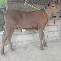 گوساله لیموزین نر آخر جنس کپل کلفت و کشیده گاو