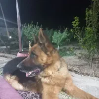 واگذاری سگ ژرمن|سگ|شاهینشهر, برخوار غرب|دیوار