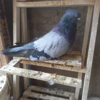 کبوتر نر سبز درشت ونوک ریز