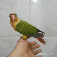 طوطی گرینچیک.عروس وبرزیلی بالغ|پرنده|بهبهان, |دیوار