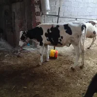 سه تا گوساله ماده شیری هلشتاین جنس