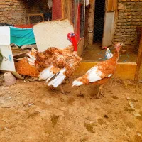 بوقلمون نژاد بوربورون