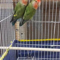 طوطی برزیلی