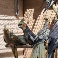 ۱۴ عدد عروس هلندی با کیفیت|پرنده|تهران, دهم فروردین|دیوار