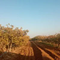 استخدام کارگر جهت باغ پسته