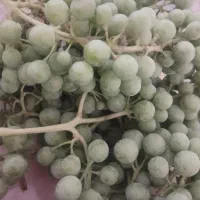 غوره کیلویی 50