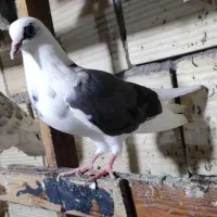 کبوتر|پرنده|قشم, |دیوار