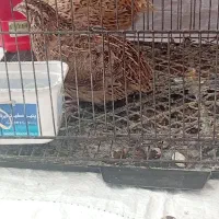 دو عدد بلدرچین ماده تخم گذار فقط 140|حیوانات مزرعه|کاشمر, |دیوار