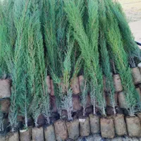 جشنواره تابستانی فروش نهال و درخت|خدمات باغبانی و درختکاری|مشکین‌دشت, |دیوار