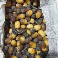 رطب جهرم|خوردنی و آشامیدنی|مرودشت, مختارآباد|دیوار