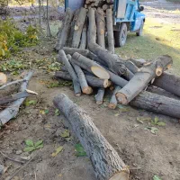 خرید و فروش چوب و درخت