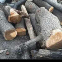 قطع انواع درخت بامجوز وخرید چوب|خدمات باغبانی و درختکاری|نیشابور, امام خمینی|دیوار