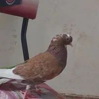 کفتر یا کبوتر نر شازده گلی