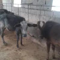 مرکزتهیه گوساله دورگ محلی و گیل دورگ|حیوانات مزرعه|پیشوا, |دیوار