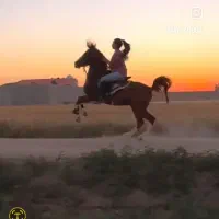 اسب|اسب و تجهیزات اسب‌سواری|مراغه, |دیوار