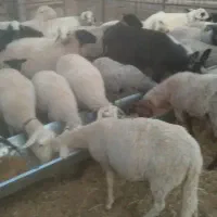 گله گوسفند