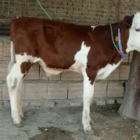 دو عدد گوساله سیمینتال نر قرمز شرابی خوراک خور گاو