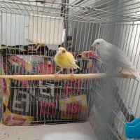 جوجه قناری نر