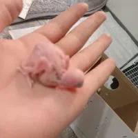 مرغ عشق با قفس|پرنده|باقرشهر, |دیوار