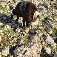 بره چاق شیری