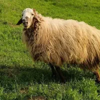 قوچ چهار دندان