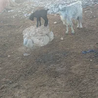 س بز و ۴بیگ|حیوانات مزرعه|دزفول, |دیوار