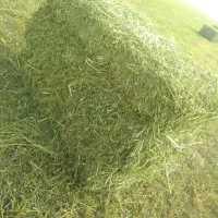 یونجه چین چهارم