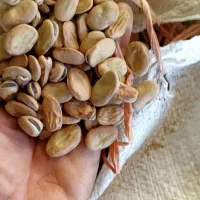باقله خشک ۵تن